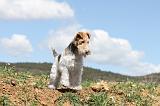 FOX TERRIER 135